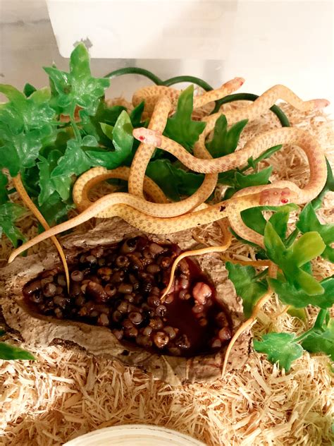 Garter snake food question : GarterSnakes