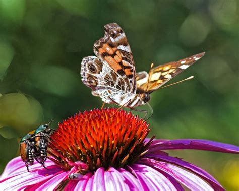 How to Control a Japanese Beetle Infestation - Birds and Blooms