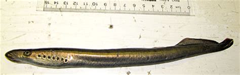 River Lamprey Species Profile, Alaska Department of Fish and Game