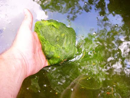 Mastering String Algae in Five Steps - POND Trade Magazine