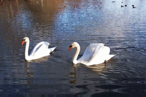 Swan Lake GIF - Swan Lake - Discover & Share GIFs
