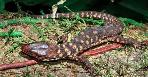 Yellow Spotted Lizard Animal Facts | Lepidophyma flavimaculatum - Wiki ...