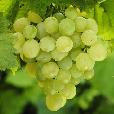 Grapes- Superior Seedless - Buy Plants Online | Pakistan Online Nursery