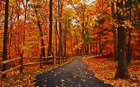 Autumn Road Peaceful Great Walk Path Amazing Forest Orange Park Alley Fall Woods Cool Scenery ...