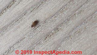 Powder Post Beetle & Old House Borer Wood Damage Identifiction FAQs