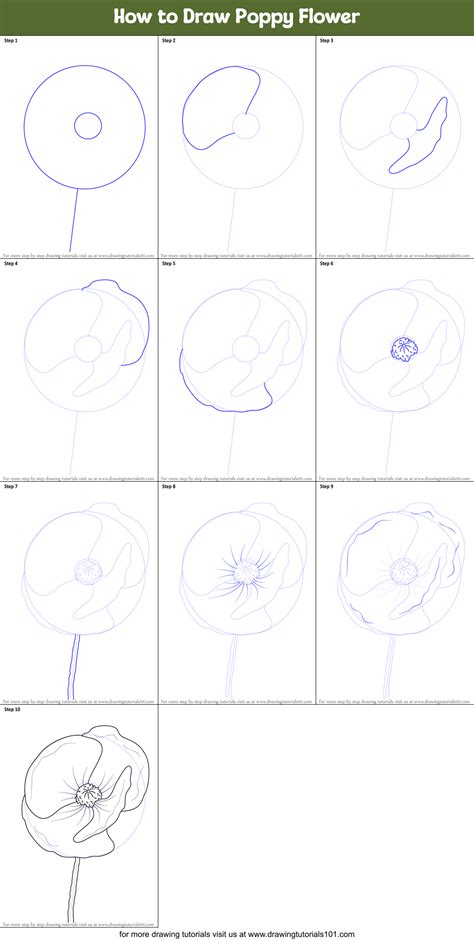 How to Draw Poppy Flower (Poppy) Step by Step | DrawingTutorials101.com