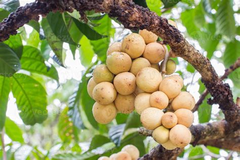 Fresh Southern langsat on its tree after raining in Thailand 3088934 ...