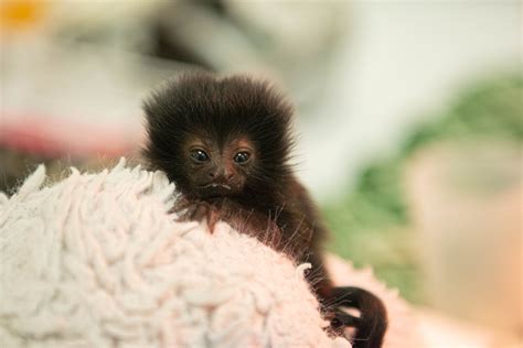 Animal Professionals Hand-Raising Tiny Goeldi’s Monkey - The Houston Zoo