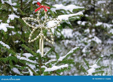 Green Snowy Christmas Tree in the Forest Stock Photo - Image of cedar ...