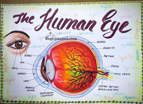 Human Eye Diagram for CBSE Class 10 Portfolio – Meghnaunni.com