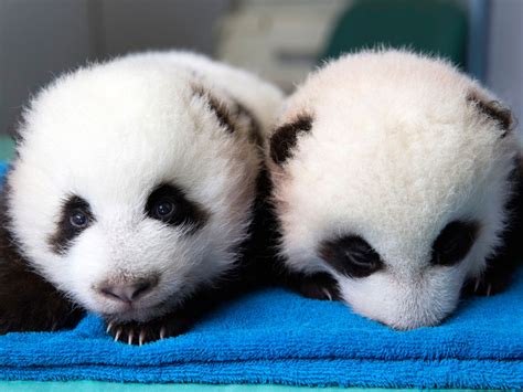 'Indescribably beautiful': Public names twin giant panda cubs - TODAY.com