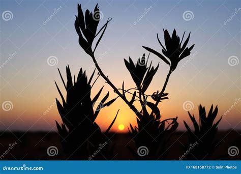 Silhouette of a Bush at Sunset in the Desert of Riyadh, Saudi Arabia ...