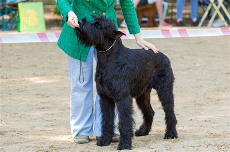 Premium Photo | A giant schnauzer at a dog show