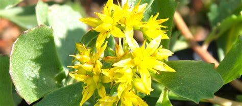 Sedum_flower | Sedum Green Roof