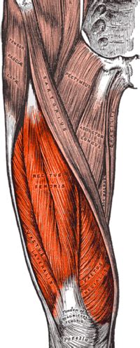 Quadriceps - Wikipedia