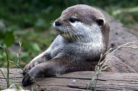 Oriental Small Clawed Otter - Taman Safari Bali