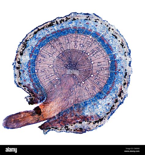 Plant root cross section microscope Banque de photographies et d’images à haute résolution - Alamy