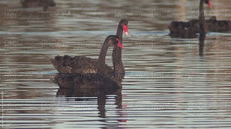 "Black Swan Lake" by Stocksy Contributor "Adrian P Young" - Stocksy