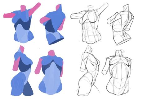 ArtStation - Drawing tips , TB Choi | Anatomy drawing, Figure drawing, Art reference