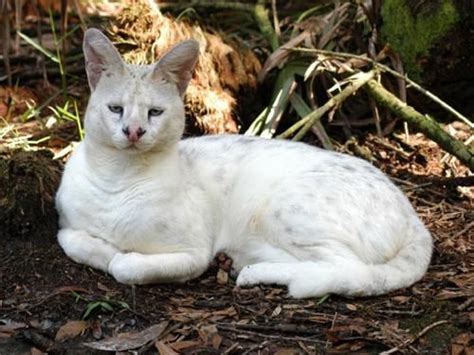 Leucistic Bobcat | Serval, Animals, Melanistic