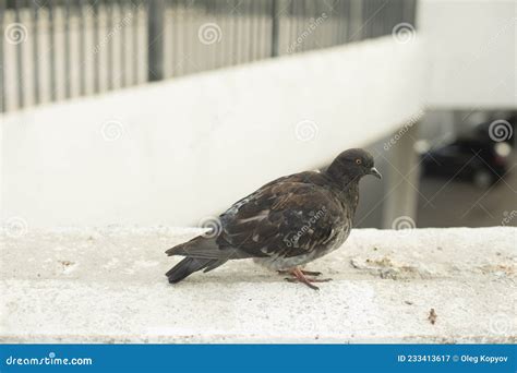 Sick pigeon. City bird stock image. Image of looking - 233413617