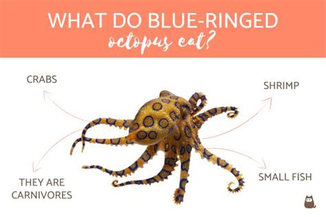 What Do Blue Ringed Octopus Eat? - Blue-ringed Octopus Facts