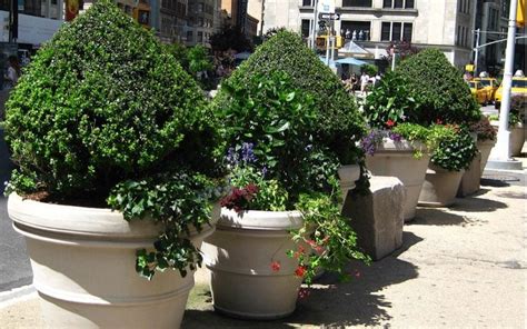 Tree Pots: How to Successfully Plant Trees in Planters