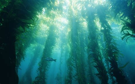 Southern California's Kelp Forests: Fall 2015 Final Project