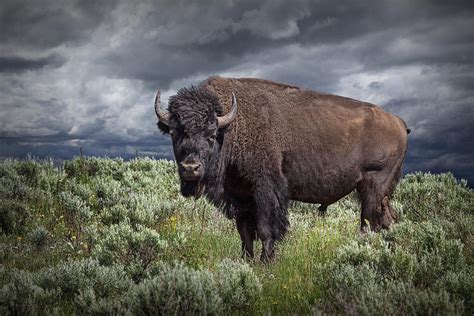 American Buffalo Or Bison In Yellowstone Photograph by Randall Nyhof