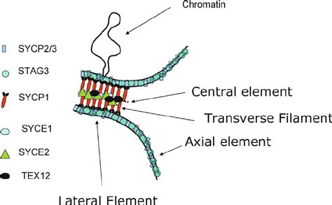 Cartoon showing nomenclature and major components of the synaptonemal ...