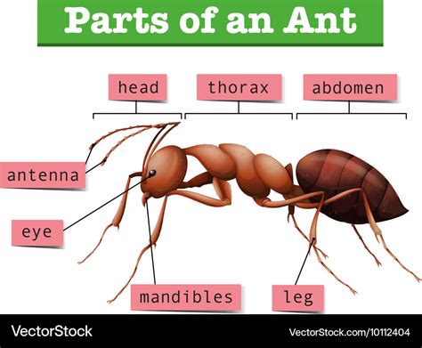 Diagram Of A Ant