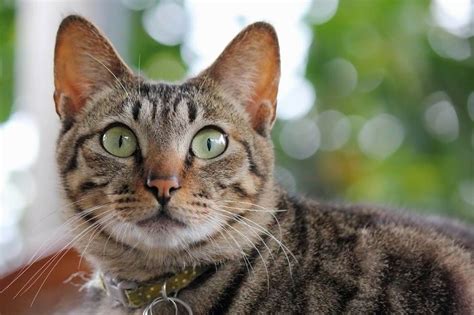 Cat Vision Vs. Human Vision: Who Has Better Vision? - Cats.com