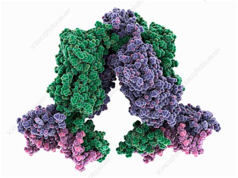 Lac repressor molecule complex - Stock Image - C035/5620 - Science Photo Library