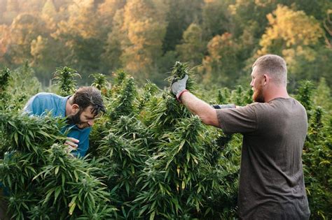 Farming Hemp: The New Cash Crop - 🚜 Virginia Farms for Sale