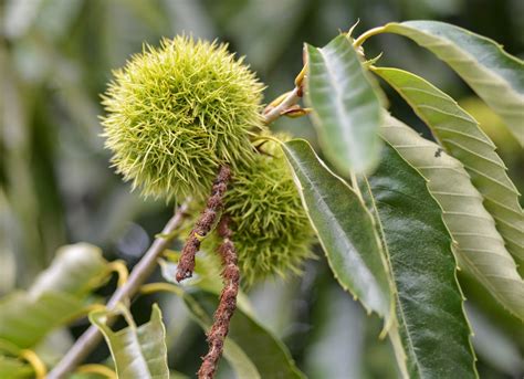 Chinese Chestnut Tree Live Plant in a 3 Gallon Pot 3-4 - Etsy