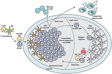 Frontiers | Regulation of the Germinal Center Response