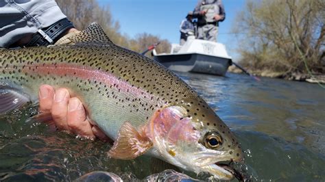 Yakima River Guided Fly Fishing Trips — Red's Fly Shop