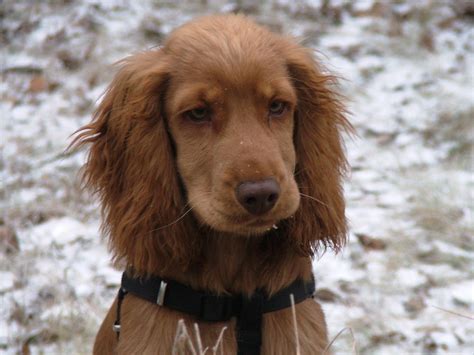 Potty Training A Cocker Spaniel: Rules And Tips Toilet Training