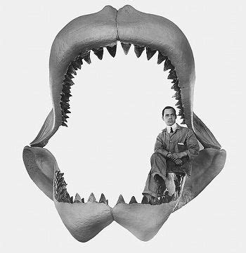 This megalodon jaw is highly inaccurate. None of the teeth came from the same animal, and in ...