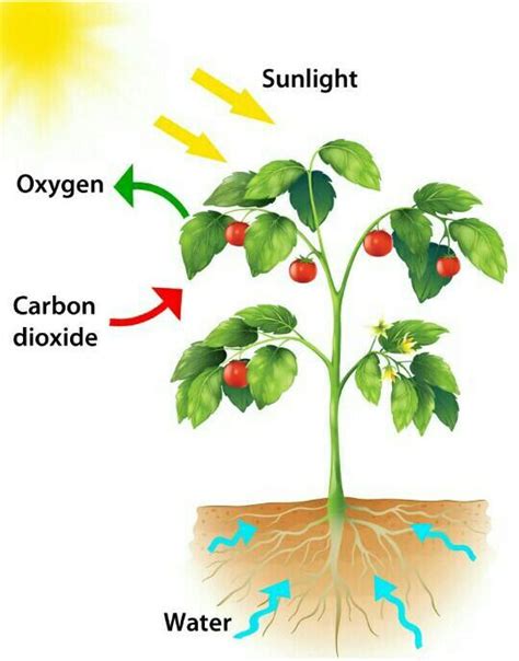 Endergonic Reaction Photosynthesis