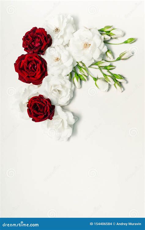 Red and white roses stock photo. Image of flower, holiday - 154406584