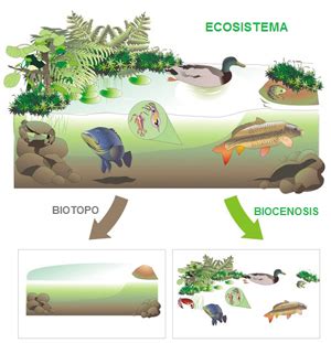 Ecosystem components: biotope and biocenosis or community