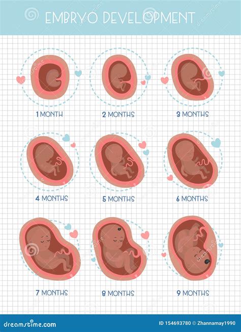 Embrio Development Month by Month Stock Vector - Illustration of firstborn, fertilization: 154693780