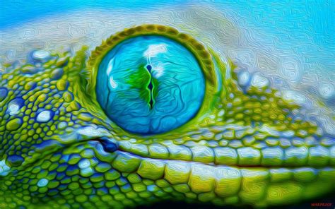 Eyes Wallpaper, Bird Wallpaper, Animal Wallpaper, Les Reptiles ...