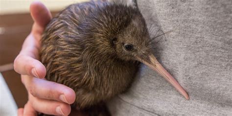 Keeping Up With the Kiwi | Smithsonian's National Zoo and Conservation Biology Institute