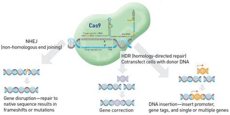 CRISPR-Cas9 Genome Editing Guide – Finessing the technique and breaking ...