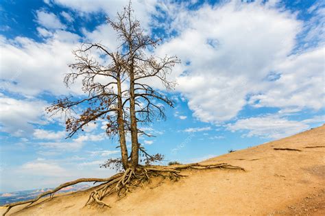 Premium Photo | Wildlife nature landscape with dry tree.