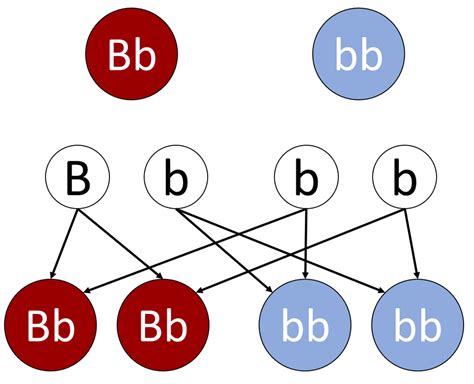 Genetic Cross Diagram - Key Stage Wiki