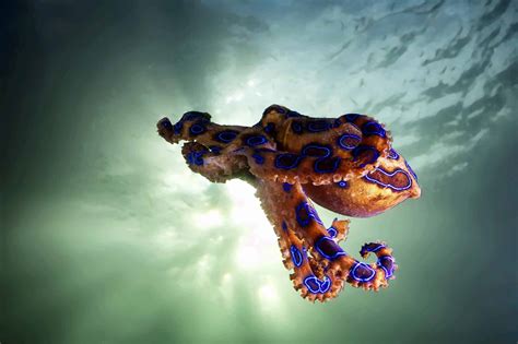 Greater Blue-Ringed Octopus - OctoNation - The Largest Octopus Fan Club!