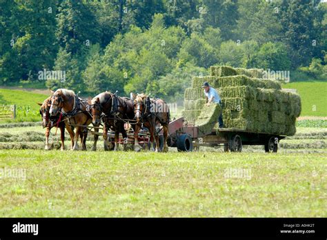 Mennonite men using semi-mechanized farming equipment to reap their crops on their Indiana farm ...